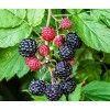 Саженец малины Кумберленд (Kumberlend) (Черная) 
