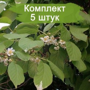 Комплект 5шт / Актинидия Вейки ( мужской )