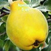 Комплект 5шт / Айва грушевидная Ктюм-Жум: фото и описание
