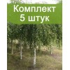 Саженцы березы повислая до 40 см. -  5 шт.