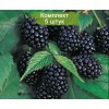 Саженцы ежемалины Бойсенберри (Boysenberry) -  5 шт.