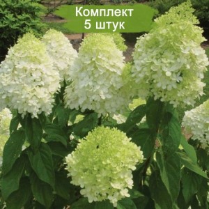 Комплект 5шт / Гортензия Limelight (ЛаймЛайт) (метельчатая)