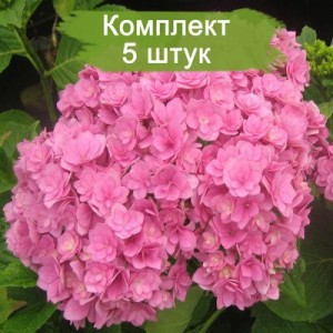 Комплект 5шт / Гортензия Romance Pink (крупнолистная)