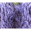 Саженцы лавандина Сойерс (Sawyers) -  5 шт.