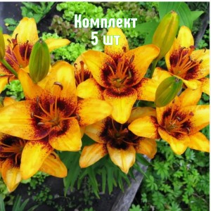 Комплект 5шт / Лилия Свит Вэлли