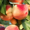 Комплект 5шт / Персик Ставропольский розовый: фото и описание