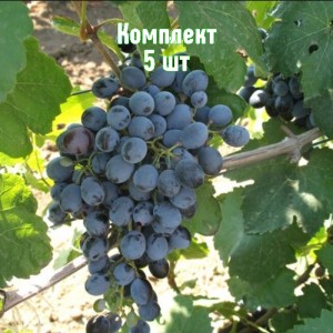 Комплект 5шт / Виноград Данко