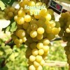 Комплект 5шт / Виноград Италия: фото и описание