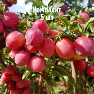Комплект 5шт / Алыча Оленька (Средняя/Красная)